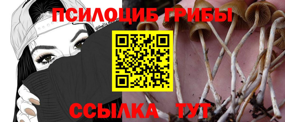 Псилоцибиновые грибы Psilocybine cubensis Ростов Великий
